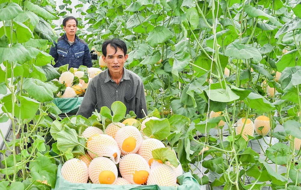Hải Phòng: Nông nghiệp công nghệ cao cho giá trị kinh tế cao gấp 3 - 4 lần mô hình truyền thống