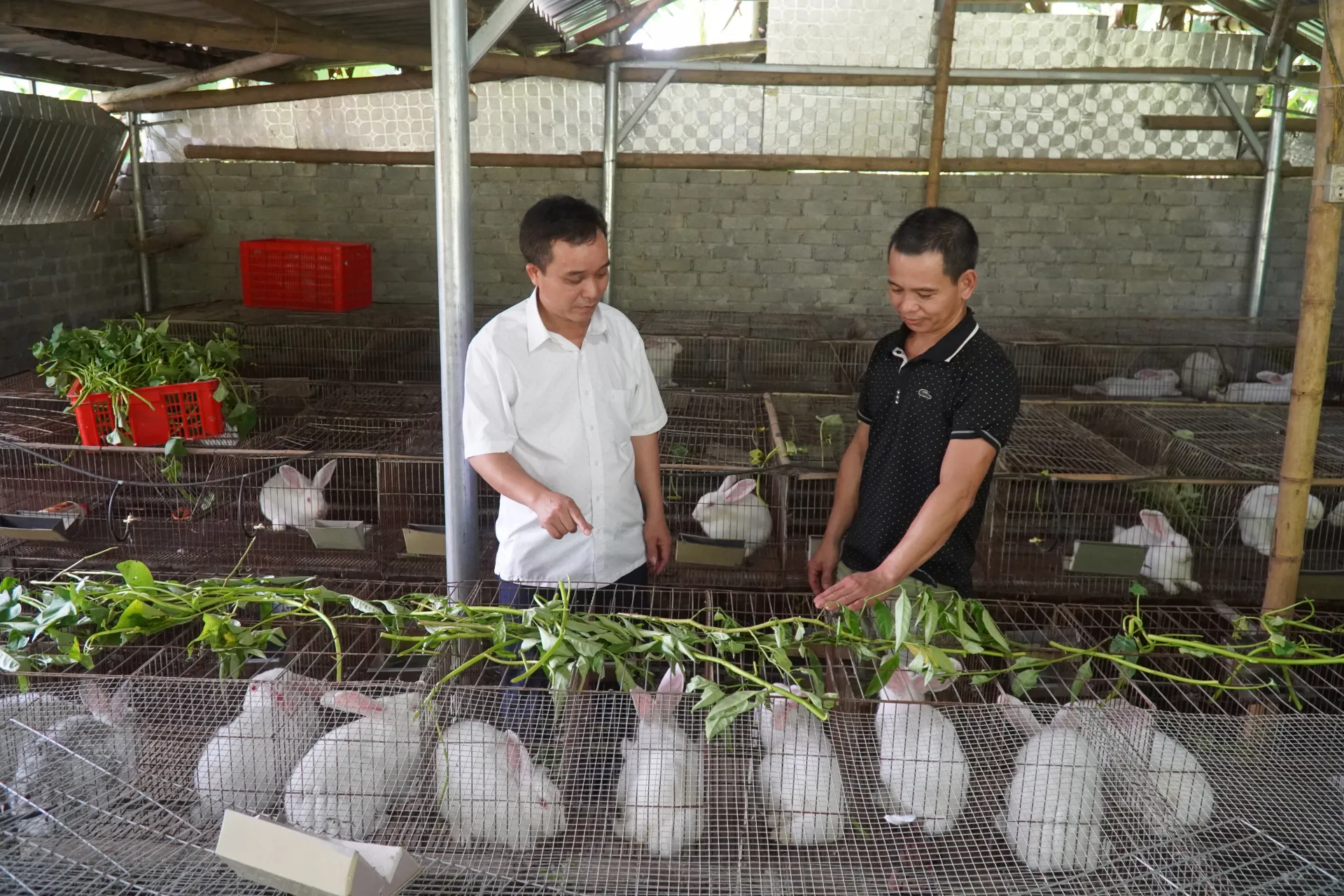 Khởi nghiệp từ quê hương với mô hình nuôi thỏ hiệu quả