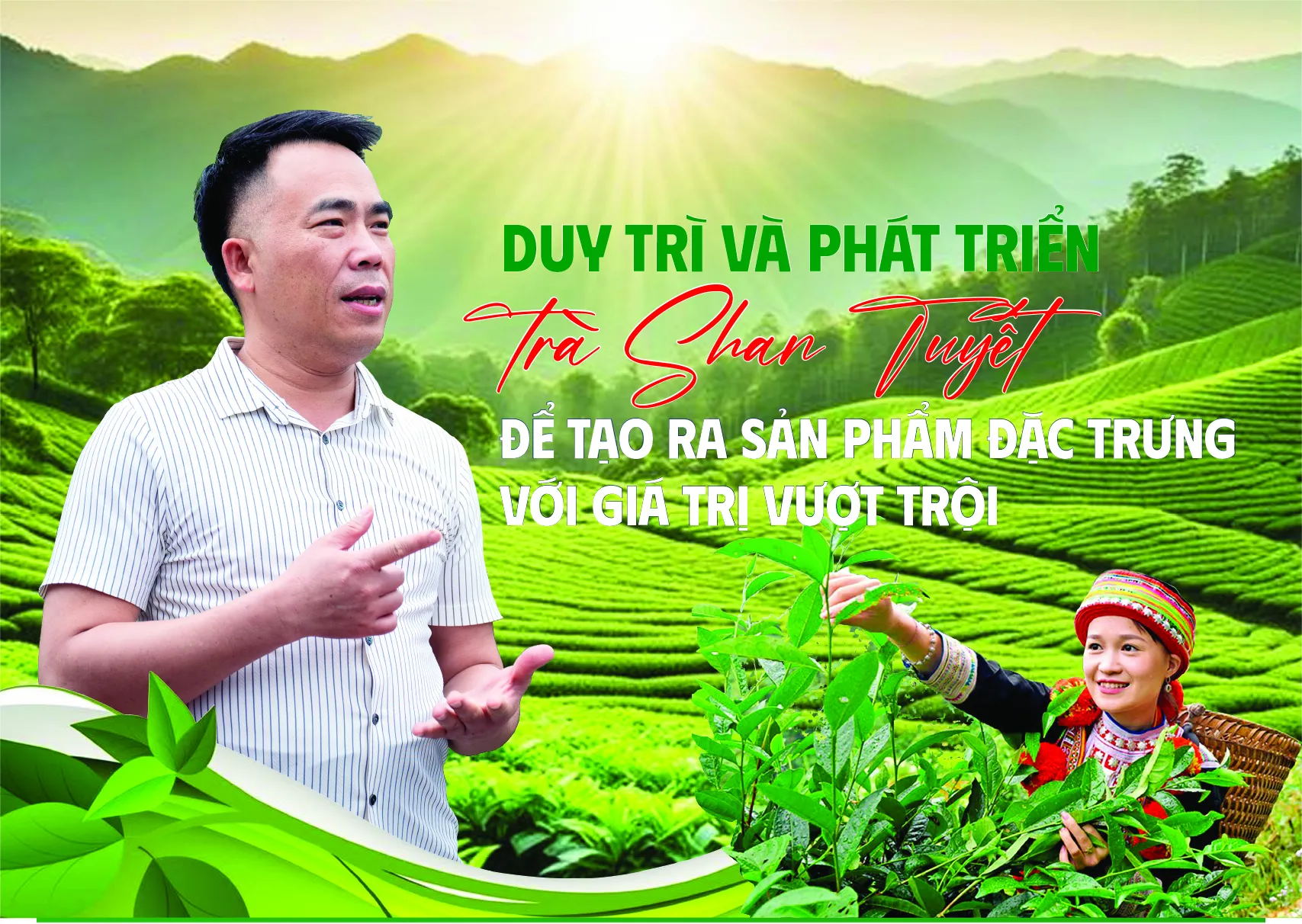 Duy trì và phát triển trà Shan Tuyết để tạo ra sản phẩm đặc trưng với giá trị vượt trội