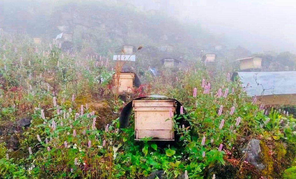 anh-cau-chuyen-hoa-bac-ha_1779869492.jpg