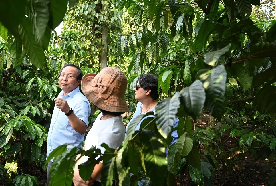 TS. Trần Hữu Nghị: Cà phê xanh Đắk Lắk - Khi người nông dân và chính sách cùng kiến tạo tương lai bền vững