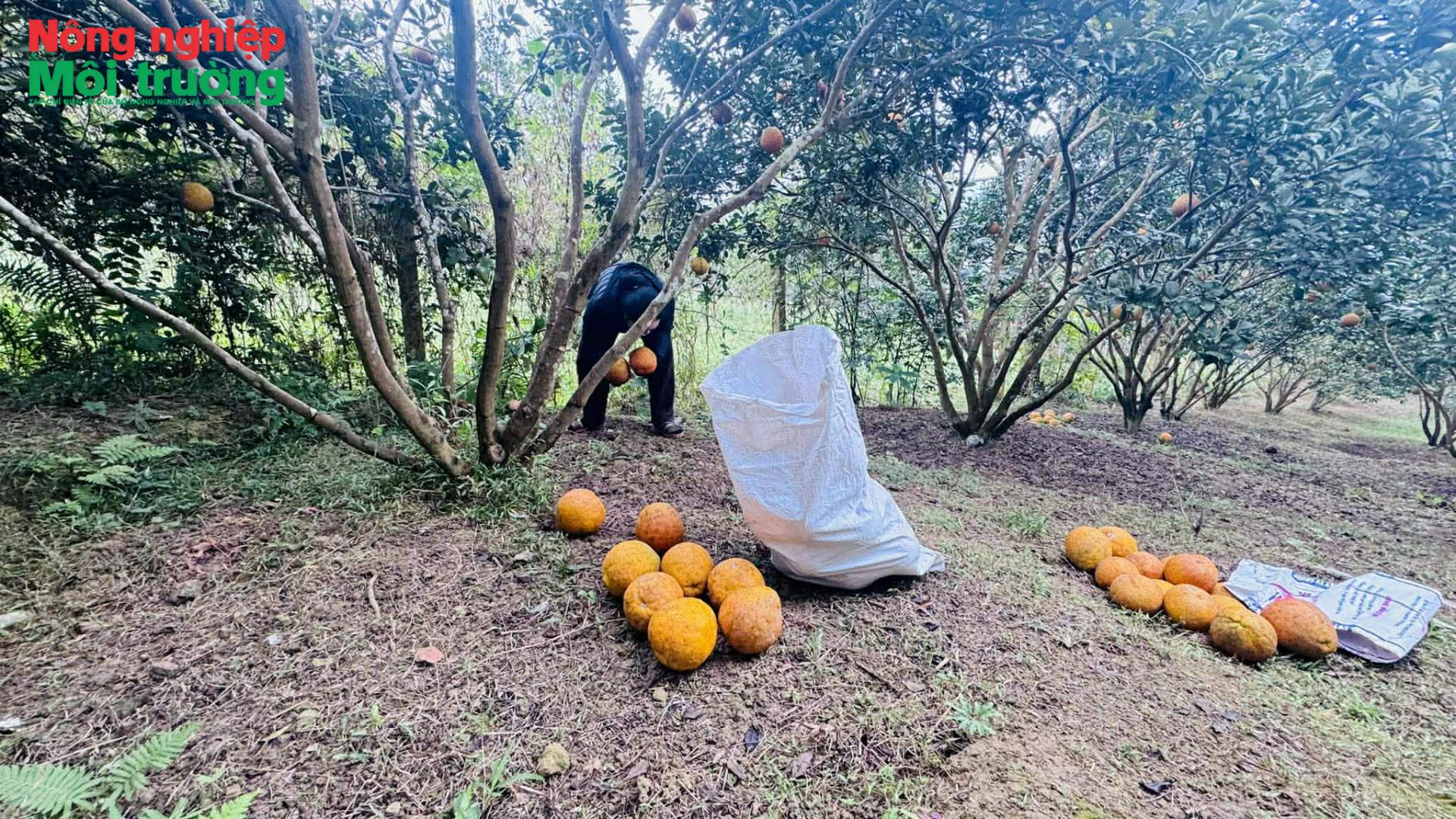 Cung vượt cầu, giá bưởi đỏ Tân Lạc giảm sâu