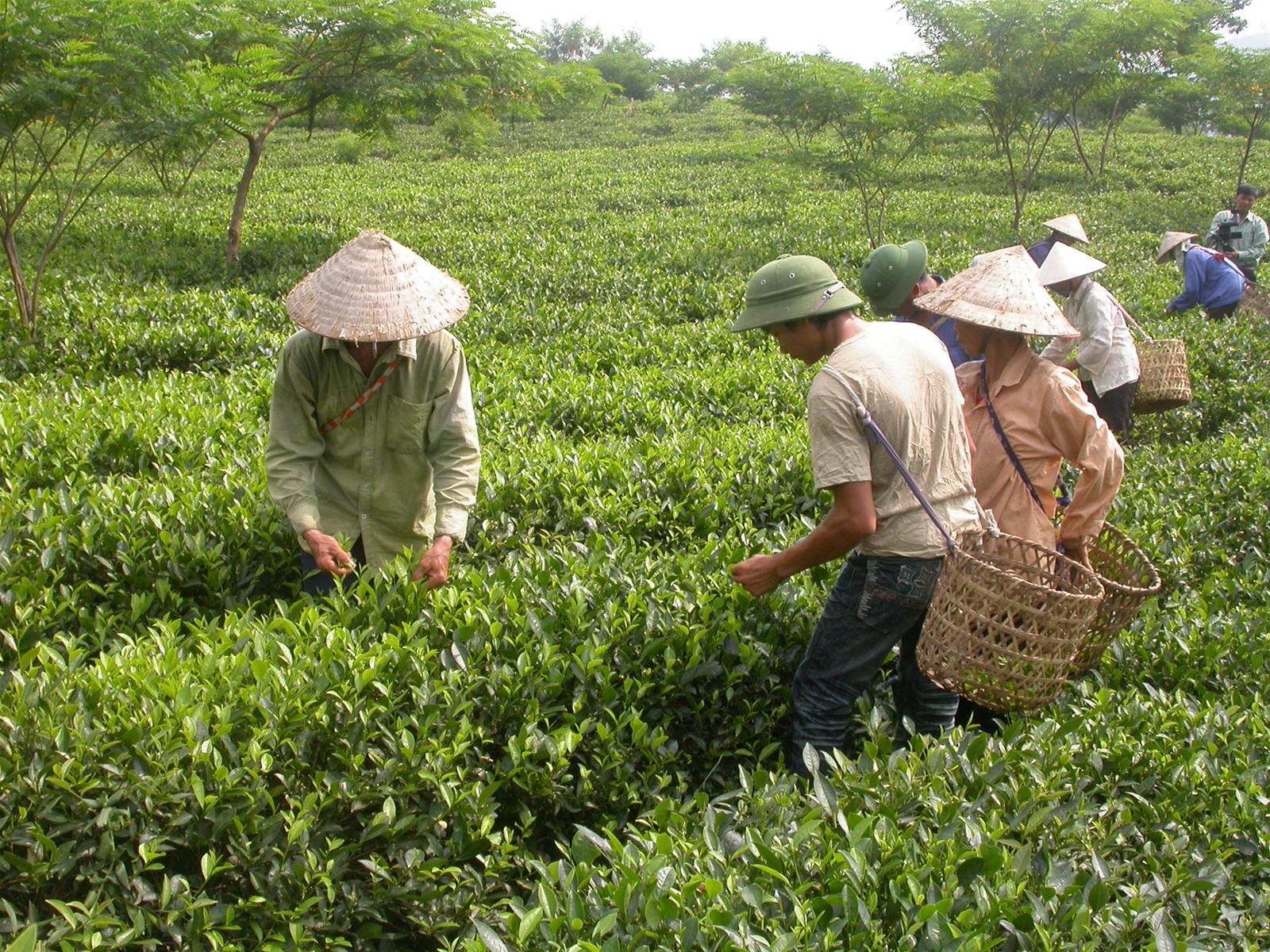 Tuyên Quang: Có 73/121 xã hoàn thành 19/19 tiêu chí xã nông thôn mới