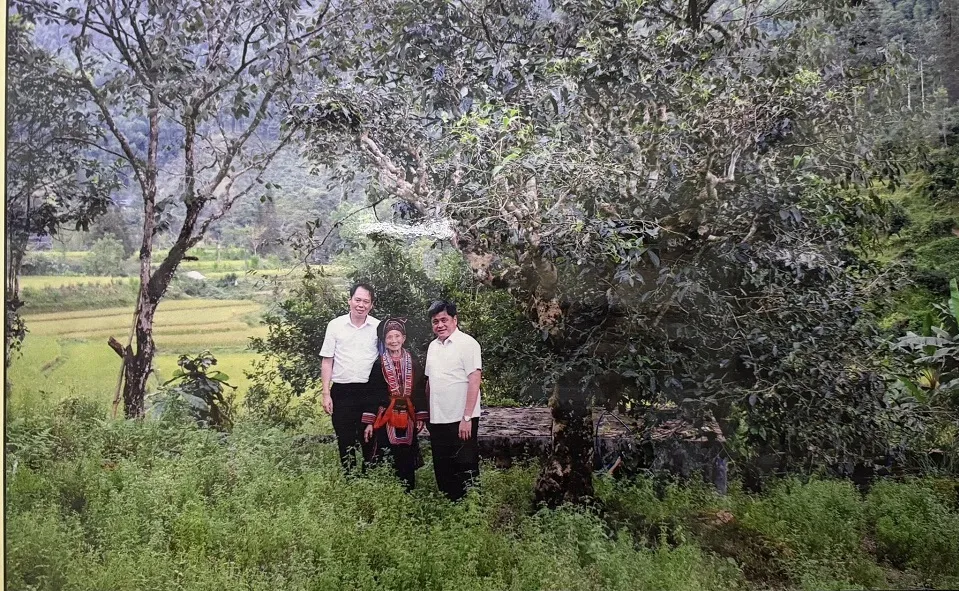 Từ gian hàng OCOP đến rừng già Tây Côn Lĩnh: Hành trình giữ hồn trà Shan Tuyết cổ thụ Hoàng Su Phì