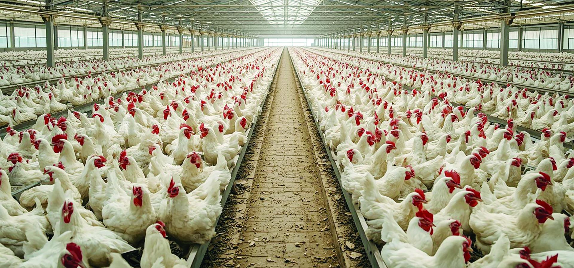 Nghị quyết Đại hội XIV của Đảng về ngành Chăn nuôi và Thú y trong giai đoạn mới