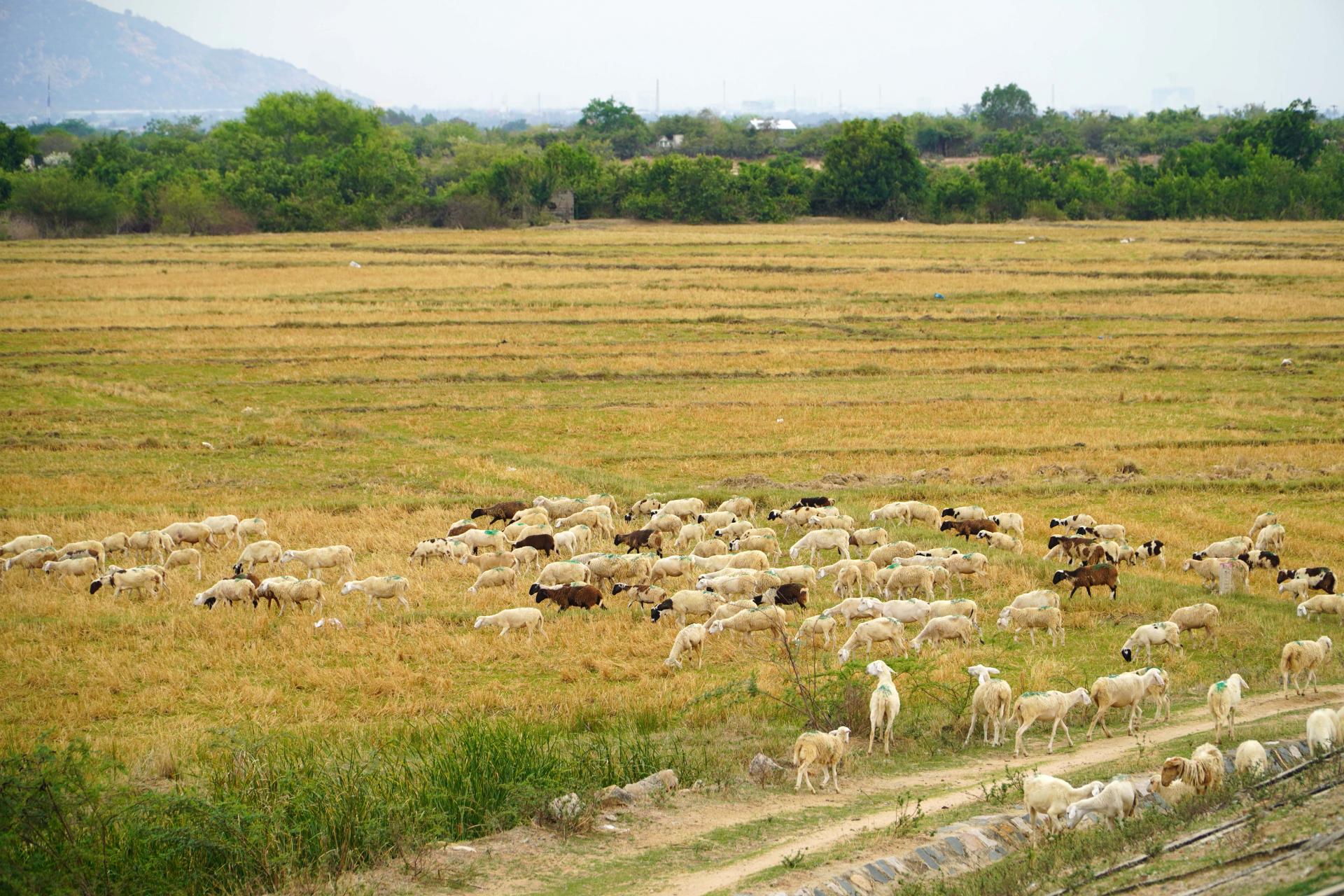 khanh-hoa-chuyen-tu-chong-han-sang-quan-tri-an-ninh-nguon-nuoc-27_1780126978.jpg