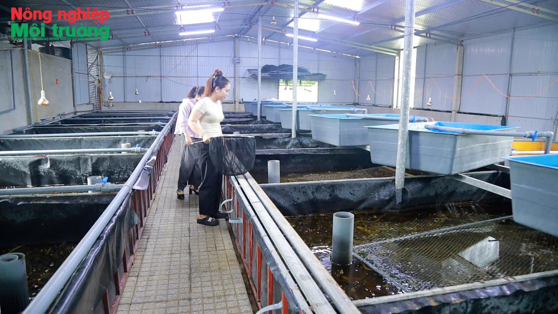 nuoi-luon-khong-bun-xa-thach-lac-3_1788146889.jpg