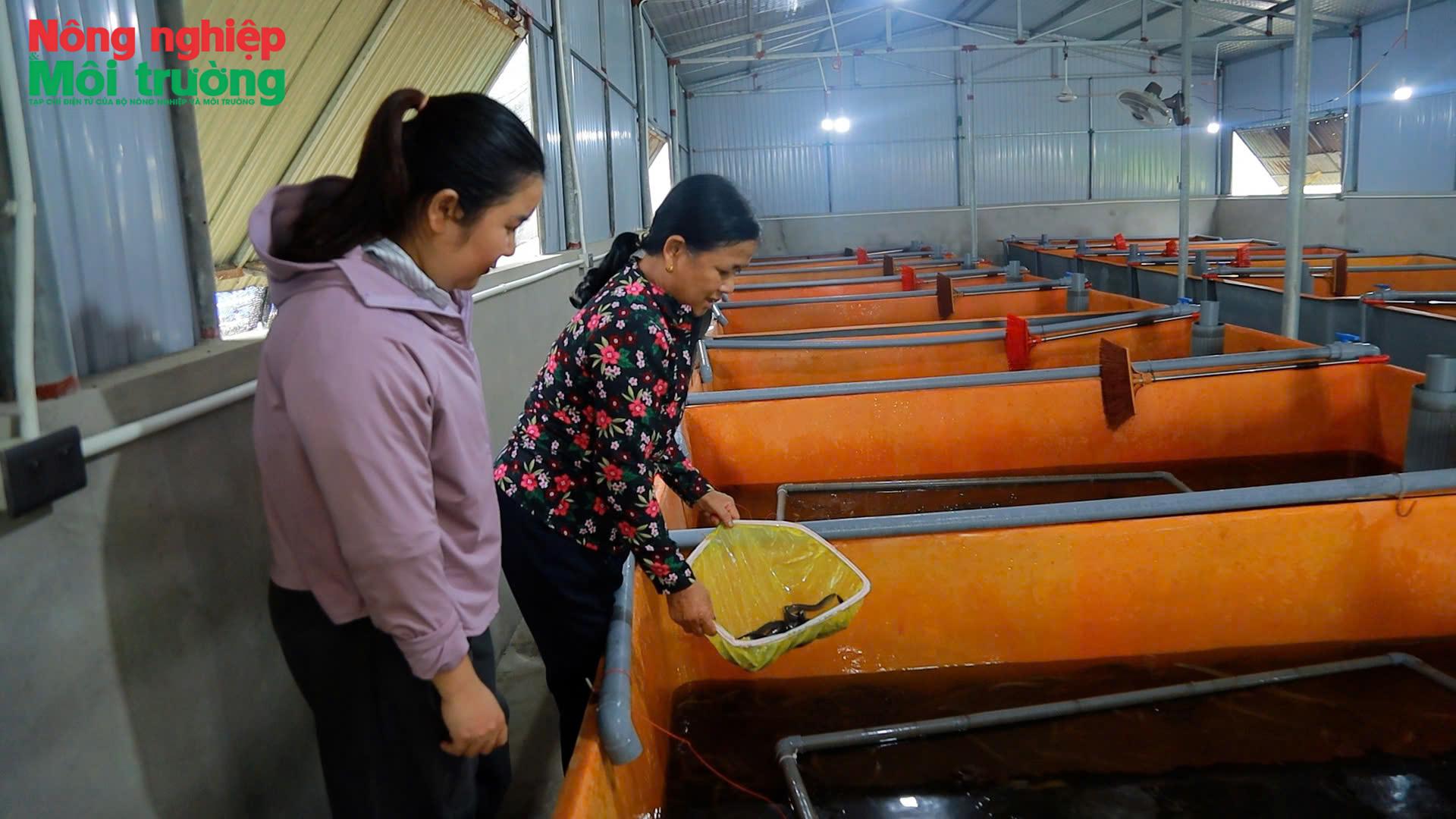nuoi-luon-khong-bun-xa-thach-lac_1788146918.jpg