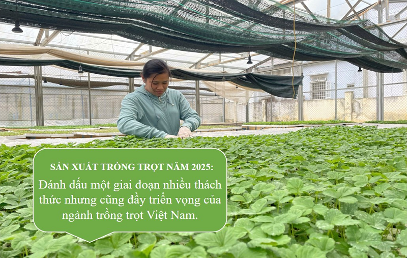 Ngành trồng trọt vượt khó nhờ chủ động thích ứng, kỹ thuật hiện đại và chính sách đồng bộ