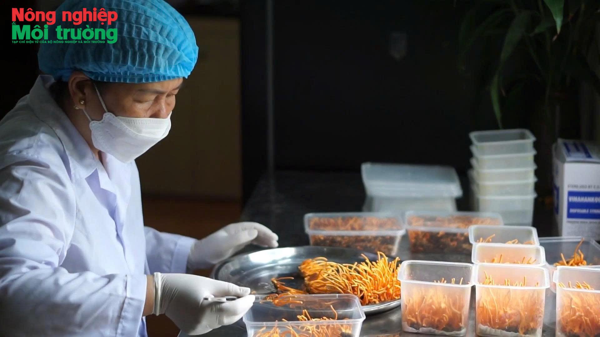 Đông trùng hạ thảo Phú Thọ: Hướng đi từ ứng dụng khoa học công nghệ đến phát triển sản phẩm OCOP
