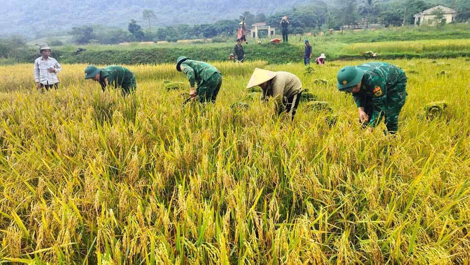 Mùa vàng trên cánh đồng Rục Làn của đồng bào Rục