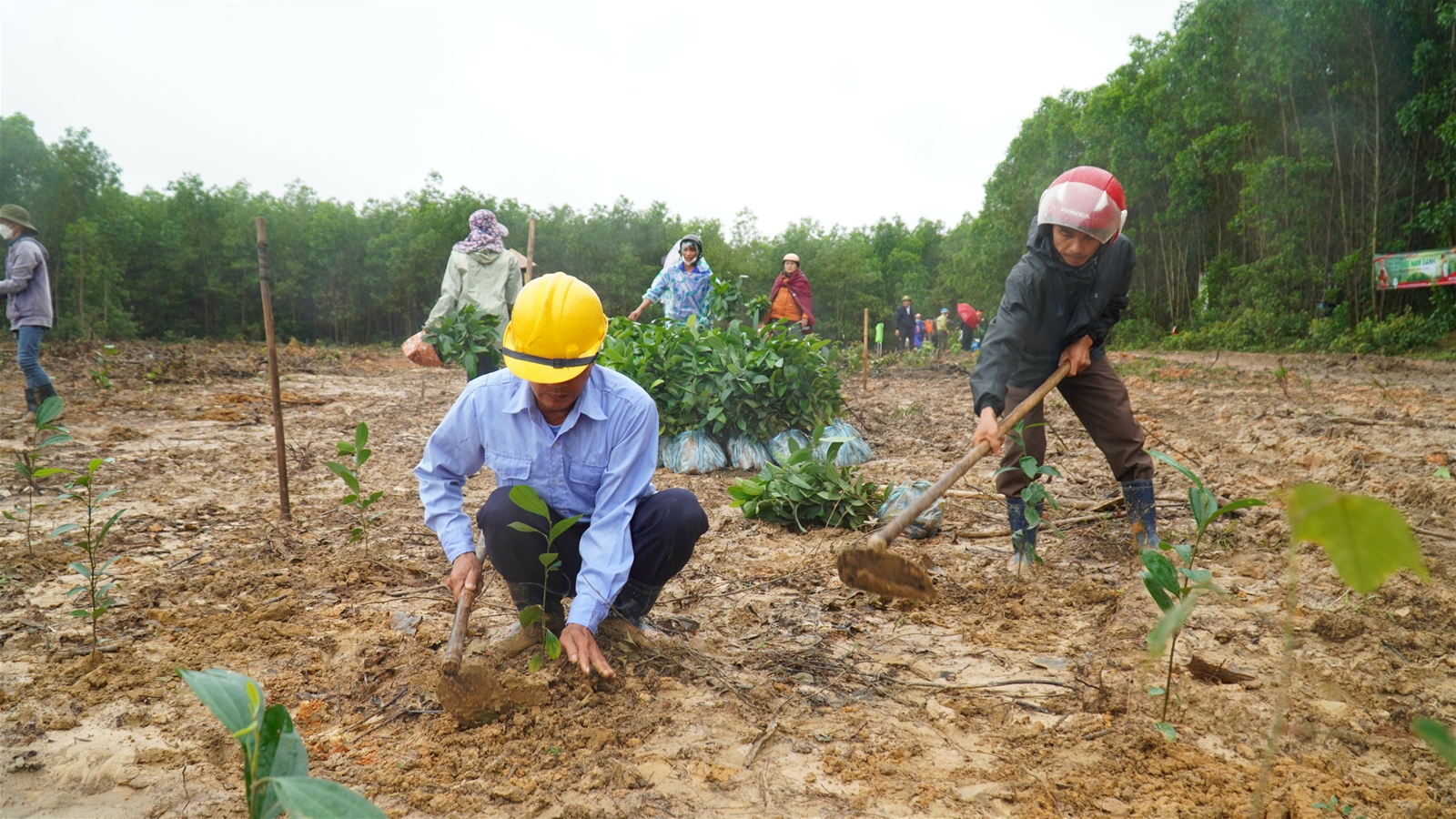 Chương trình trồng cây 