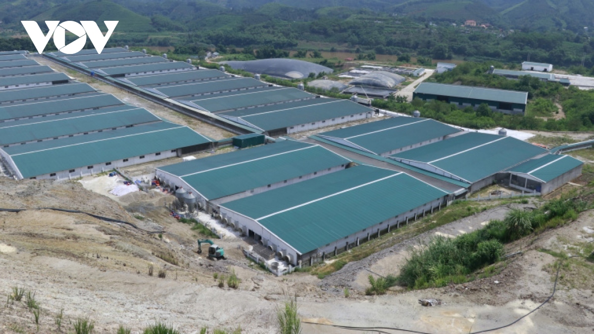 Trang trại lợn công nghệ cao lại gây mùi hôi thối