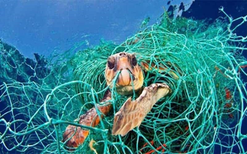 Ám ảnh rác thải nhựa đại dương và WWF kêu gọi cộng đồng chung tay