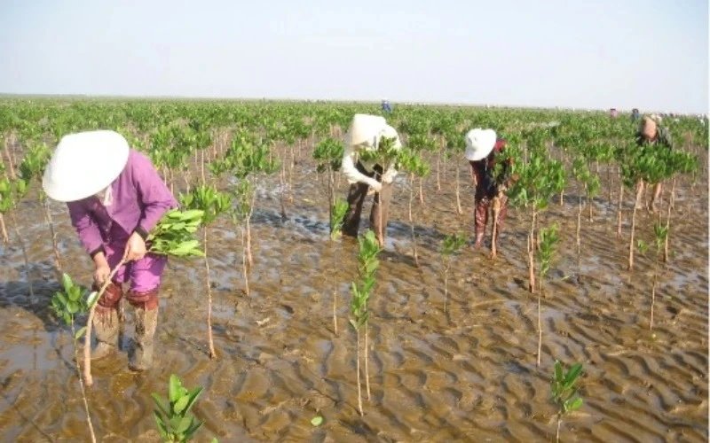 Đẩy mạnh trồng rừng phòng hộ ven biển