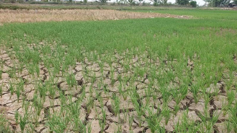 Trong tháng 2, dự báo khu vực Tây Nguyên và Nam Bộ ít mưa, khô hạn kéo dài