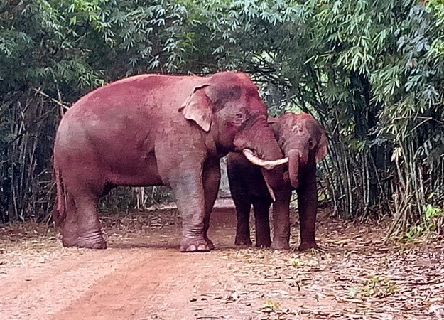 Bảo tồn đàn voi rừng Đồng Nai theo hướng chung sống hài hòa
