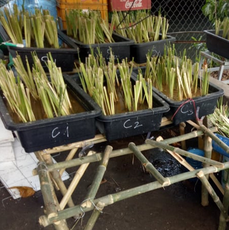 Thử nghiệm xử lý nước kênh Văn Thánh bằng mô hình kết hợp cỏ Vetiver cùng giá thể sỏi - cát trong điều kiện tĩnh