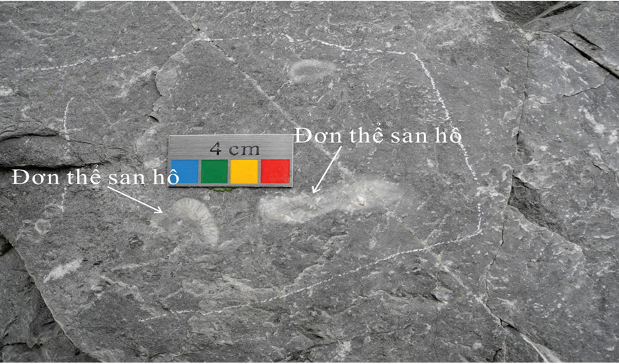 Phát hiện ám tiêu san hô của kỷ Carboniferou sớm ở đảo Cát Bà