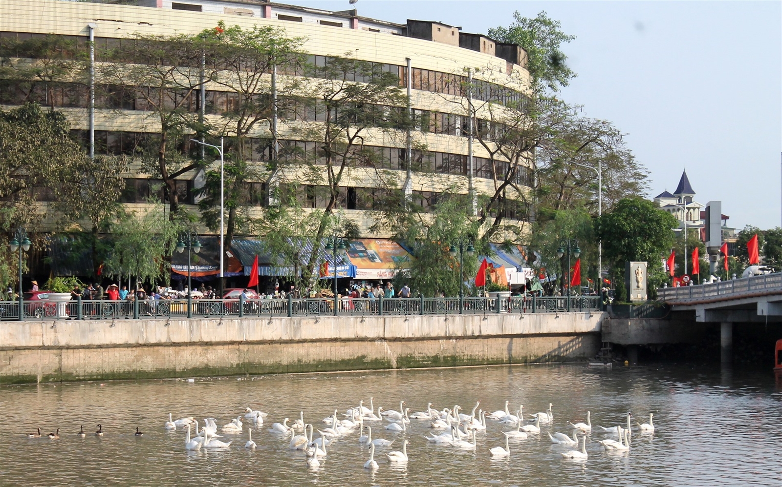 Nước sông ô nhiễm, gần 200 con thiên nga ở sông Tam Bạc chết dần, chết mòn