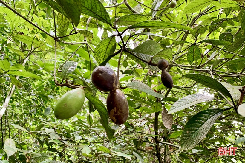 Công bố với thế giới 4 loài động, thực vật mới tại Vườn Quốc gia Vũ Quang