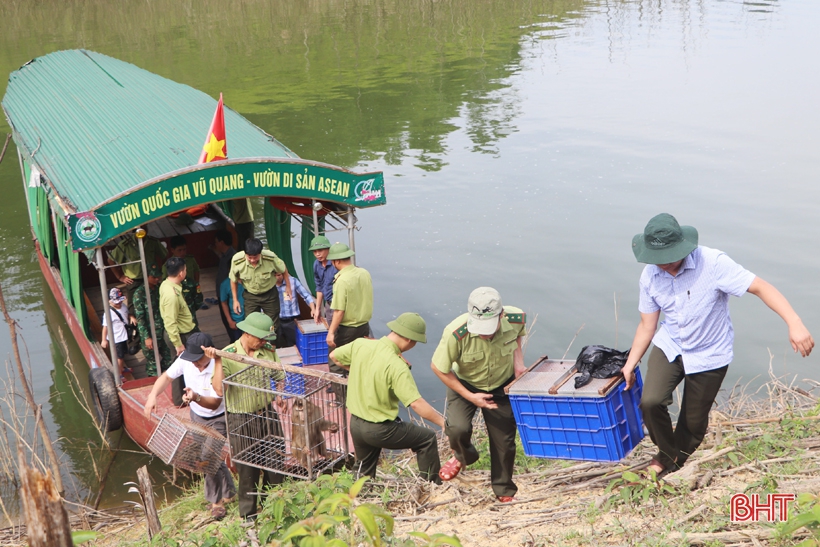 Vườn Quốc gia Vũ Quang tái thả gần 300 cá thể động vật hoang dã về môi trường tự nhiên