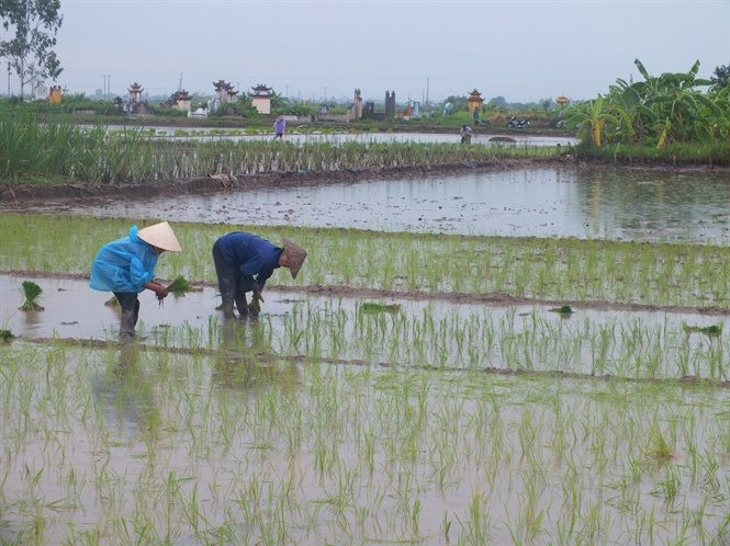 Giải pháp sử dụng đất nông nghiệp thích ứng với biến đổi khí hậu tại tỉnh Nam Định