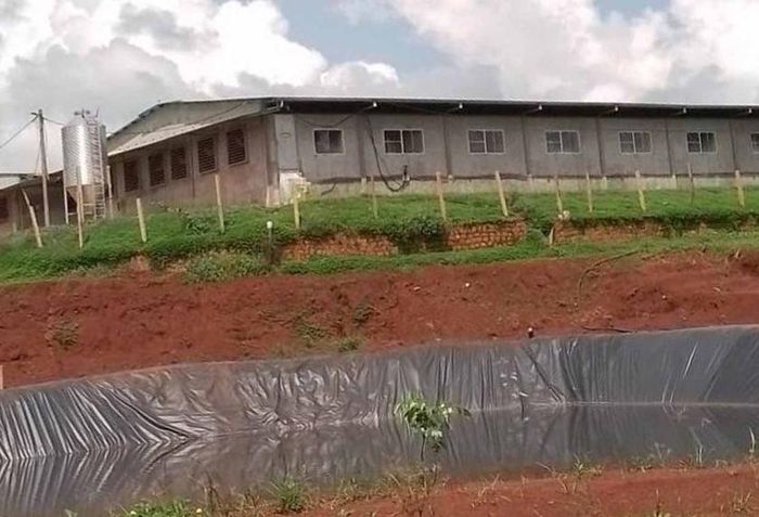 Người dân Ia Krai bức xúc vì trang trại chăn nuôi heo gây ô nhiễm