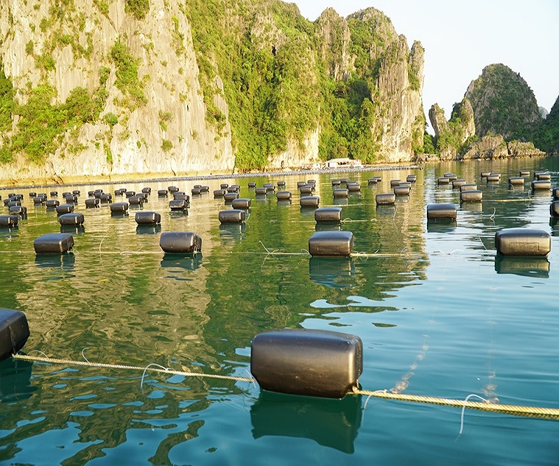 Nỗi niềm của biển