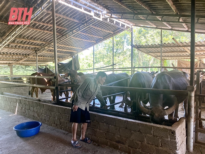 Thanh Hóa: Chú trọng bảo vệ môi trường trong phát triển chăn nuôi