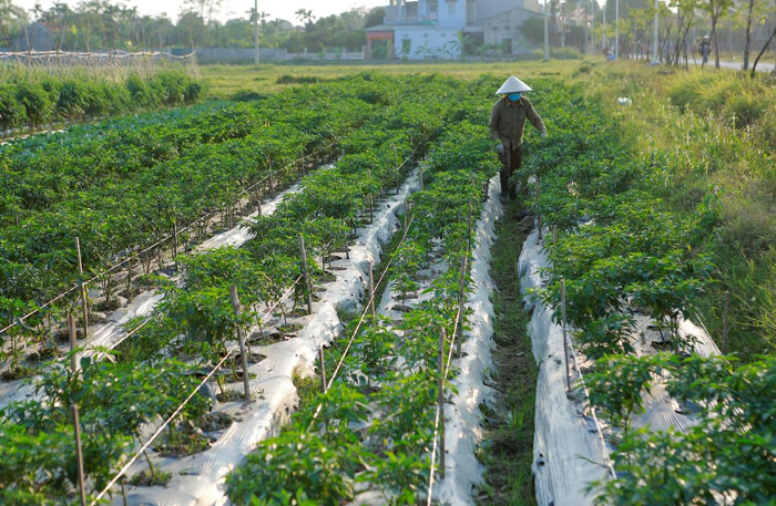 Giảm thiểu chất thải nhựa trong sản xuất nông nghiệp