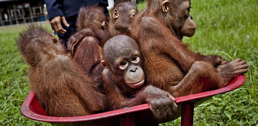 Biến đổi khí hậu và nhu cầu lương thực có thể thu hẹp gần một phần tư môi trường sống của các loài vào năm 2100