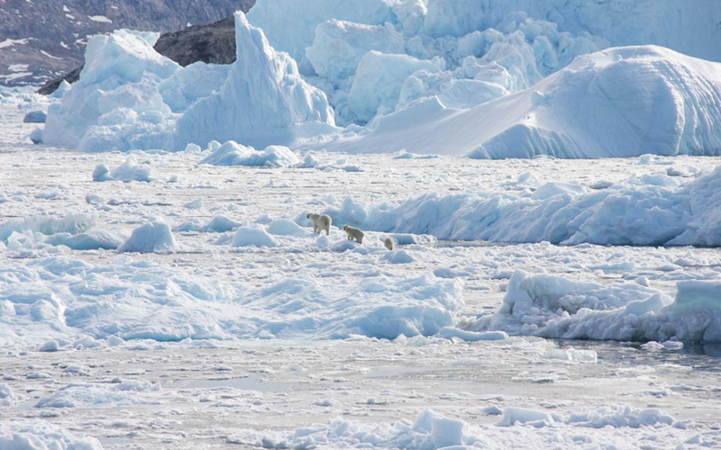 Phát hiện quần thể gấu Bắc cực bị cô lập ở Greenland thích nghi với biến đổi khí hậu