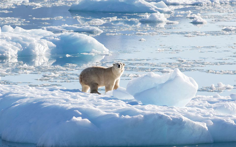 Phát hiện quần thể gấu Bắc cực bị cô lập ở Greenland thích nghi với biến đổi khí hậu