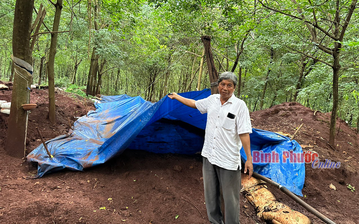 Trang trại heo gây ô nhiễm môi trường