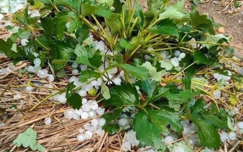 Mưa đá, gió lốc gây ảnh hưởng cây trồng, nhà cửa ở Sơn La