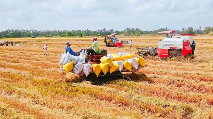 Nông dân ĐBSCL rộn ràng “mùa vàng” đón tết