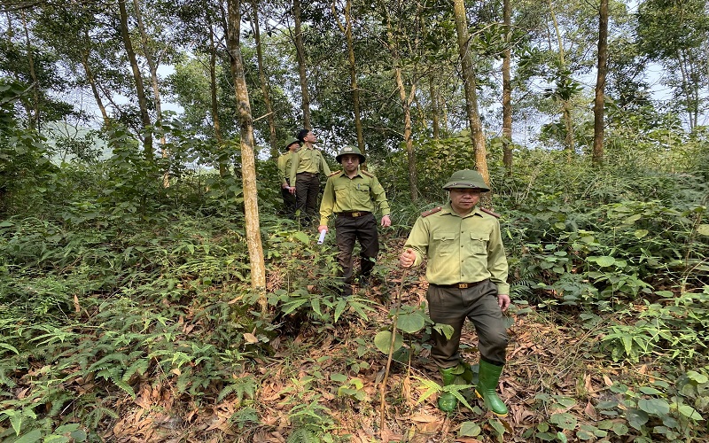 Kiểm lâm Đoan Hùng chủ động triển khai công tác bảo vệ và phát triển rừng bền vững