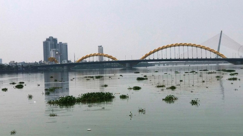Lục bình trôi dạt gây ô nhiễm sông Hàn