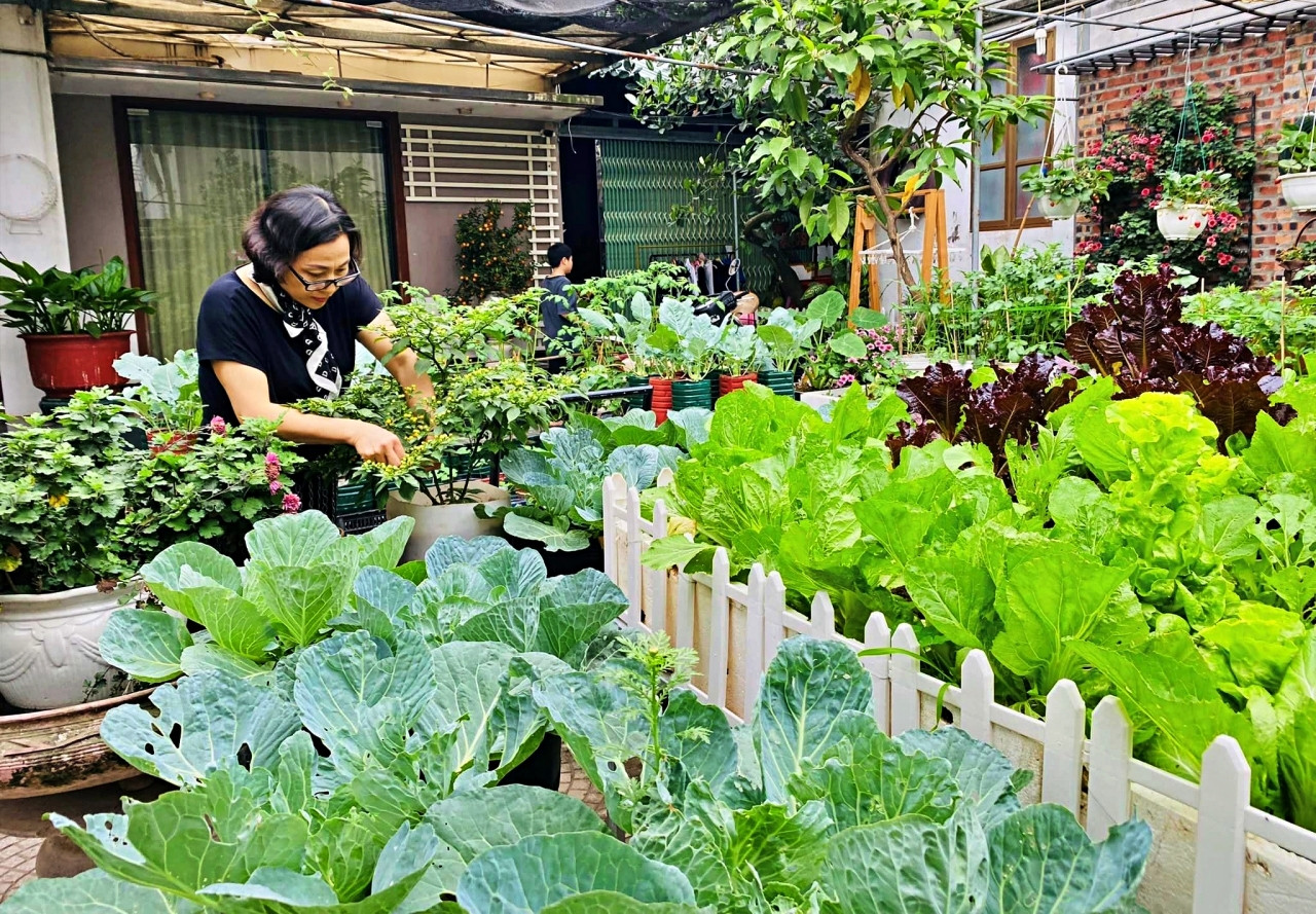 Nữ kế toán về hưu biến rác thải thành khu vườn xanh tươi hoa trái