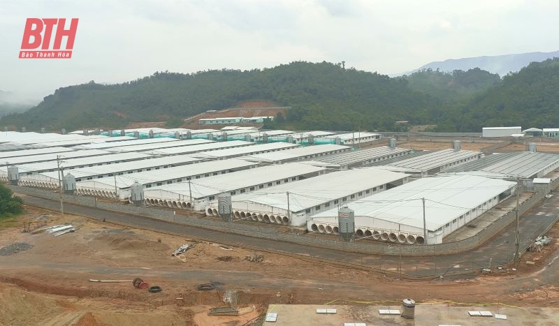 Lang Chánh: Người dân bức xúc vì trại lợn gây ô nhiễm