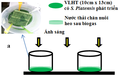 Quá trình nuôi trồng vi khuẩn lam Spirulina Platensis sử dụng nước thải chăn nuôi heo sau Biogas theo phương pháp thủy canh cải tiến