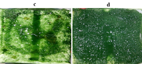 Quá trình nuôi trồng vi khuẩn lam Spirulina Platensis sử dụng nước thải chăn nuôi heo sau Biogas theo phương pháp thủy canh cải tiến