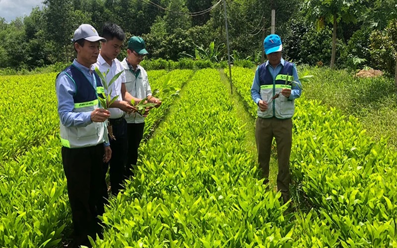 Tiềm năng kinh doanh tín chỉ carbon rừng - Bài 1: Tiềm năng lớn chưa được khai thác