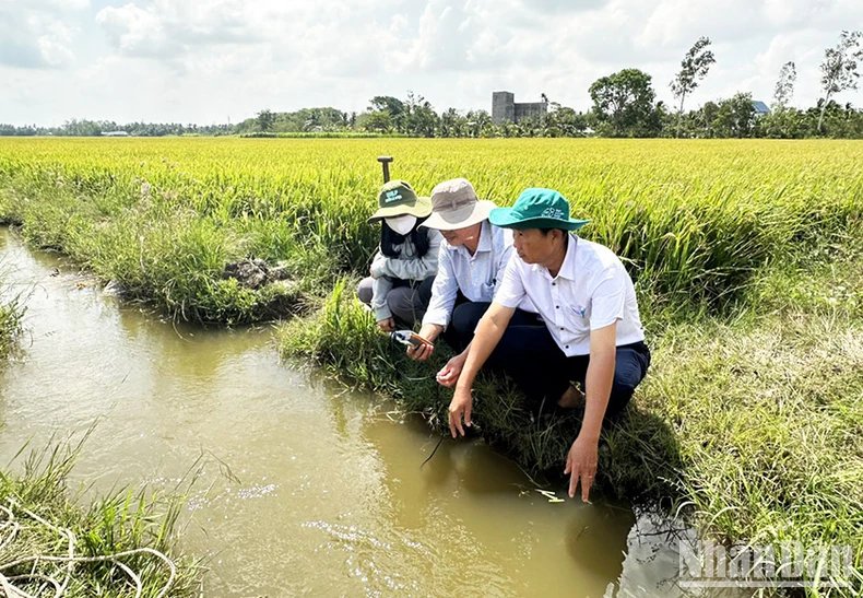 Sóc Trăng: Hơn 600ha lúa bị ảnh hưởng và thiệt hại do hạn mặn