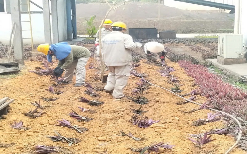 Công ty Gang thép Cao Bằng: Hưởng ứng “Tết trồng cây đời đời nhớ ơn Bác Hồ”