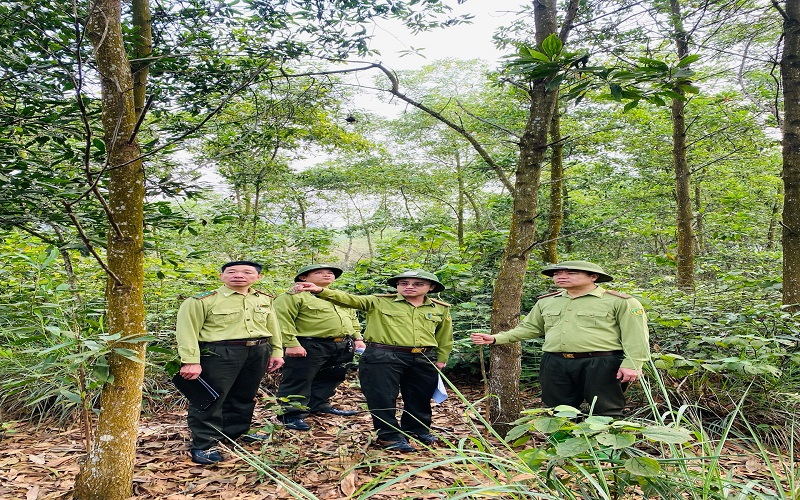 Kiểm lâm Đoan Hùng chủ động triển khai công tác bảo vệ và phát triển rừng bền vững