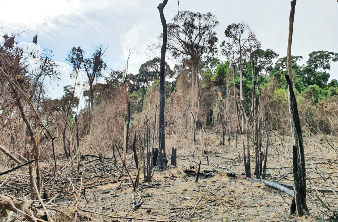 Quảng Nam giảm 2.850 ha rừng tự nhiên