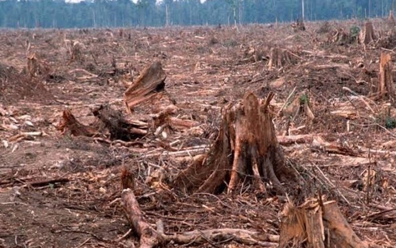 Gỗ công nghiệp cho thành phố thêm xanh