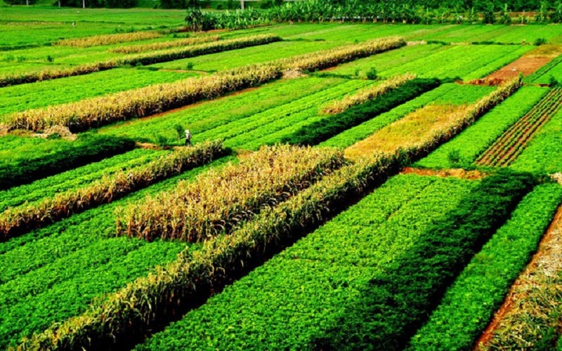 Bộ trưởng Lê Minh Hoan: Năm 2025 mở ra chương mới cho nông nghiệp Việt Nam